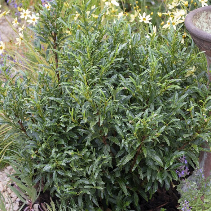 Lagerh&auml;gg - Prunus laurocerasus Sofia &reg; (Storlek: 60-80 C10)