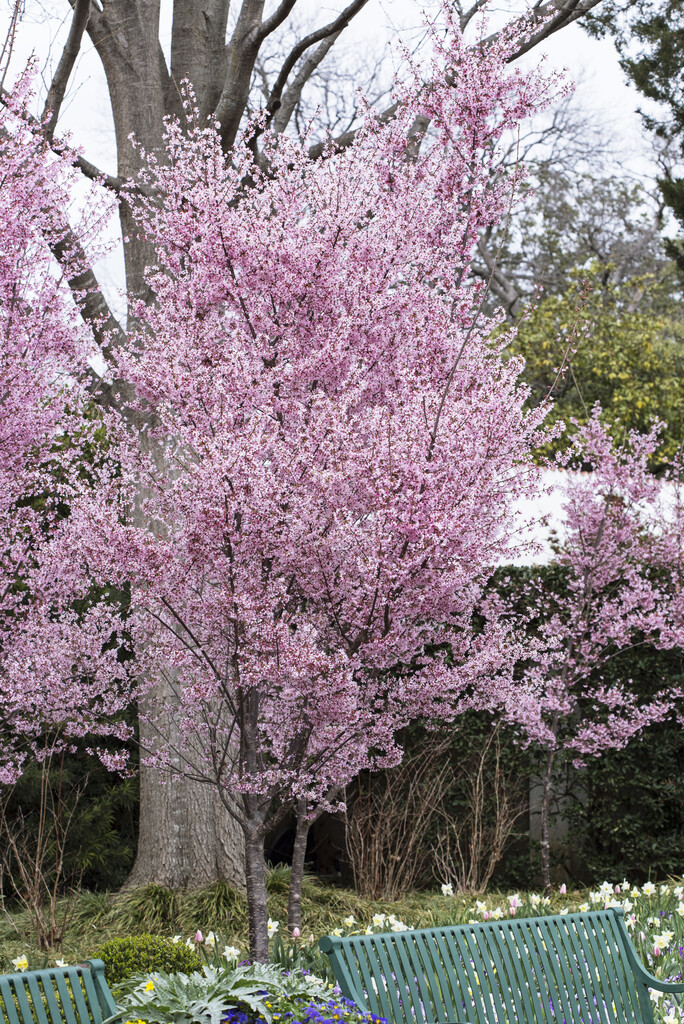 Prydnadsk&ouml;rsb&auml;r - Prunus Okame (Storlek: 80 stam C5)