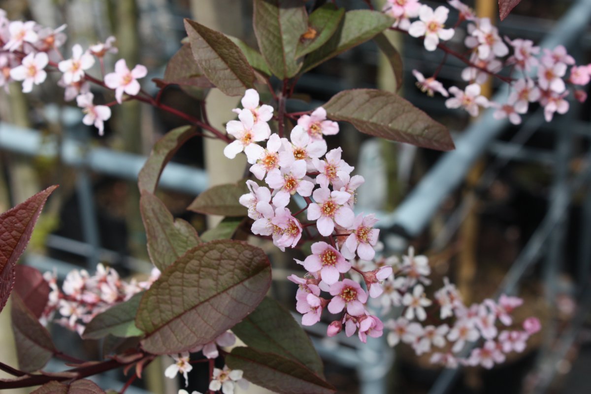 Blodhägg - Prunus padus Colorata (Storlek: utr 200-250 co)