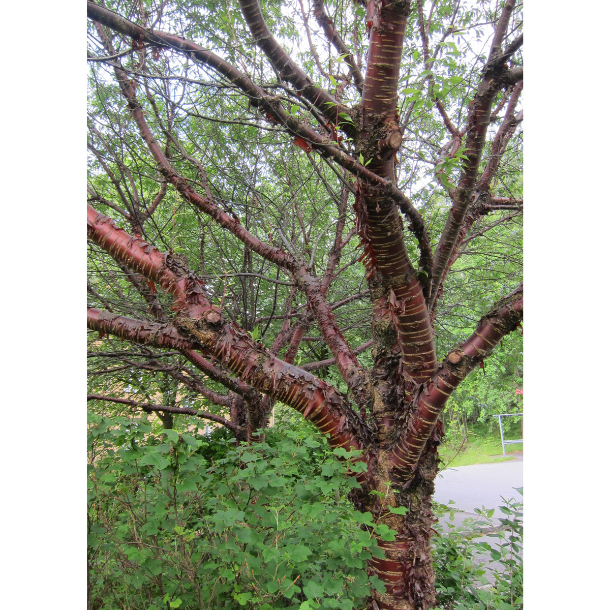 Glansk&ouml;rsb&auml;r - Prunus serrula (Storlek: 60-80 C4)