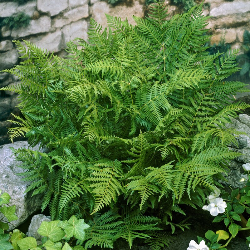 &Ouml;rnbr&auml;ken - Pteridium aquilinum (Krukstorlek: 0,5-1L)