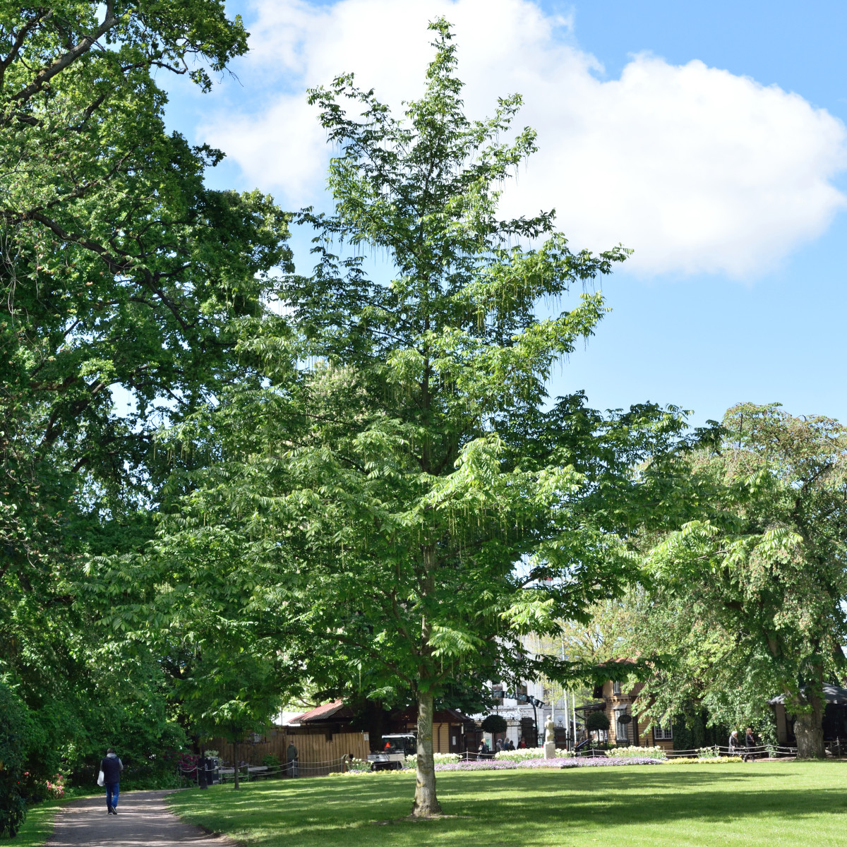 Kaukasisk Vingn&ouml;t - Pterocarya fraxinifolia fk Uppsala E (Storlek: utr 150-200 co)
