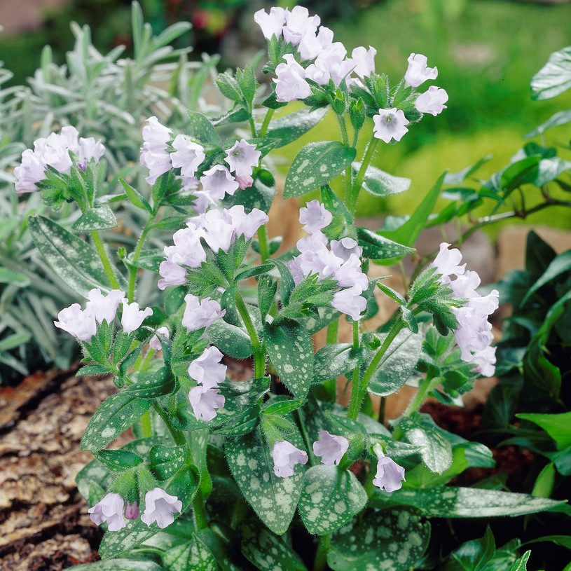 Läs mer om Pulmonaria Opal 