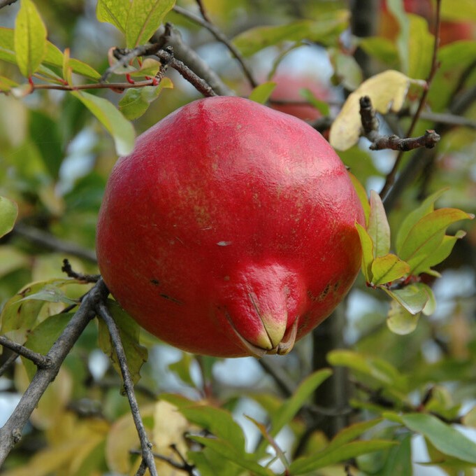 Läs mer om Punica granatum, Granatäpple