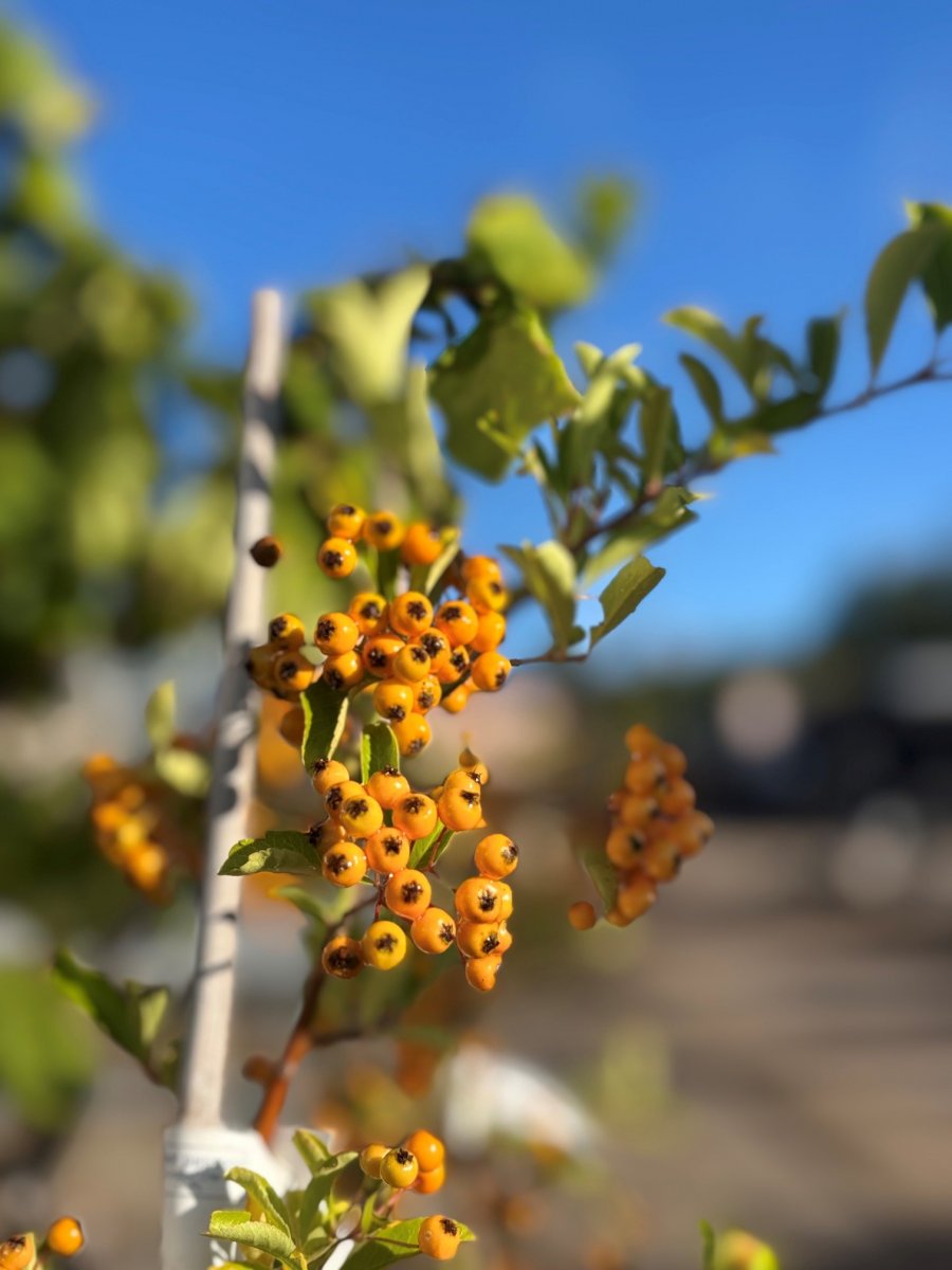 Eldtorn - Pyracantha&nbsp;coccinea Golden Charmer (Storlek: busk C2)