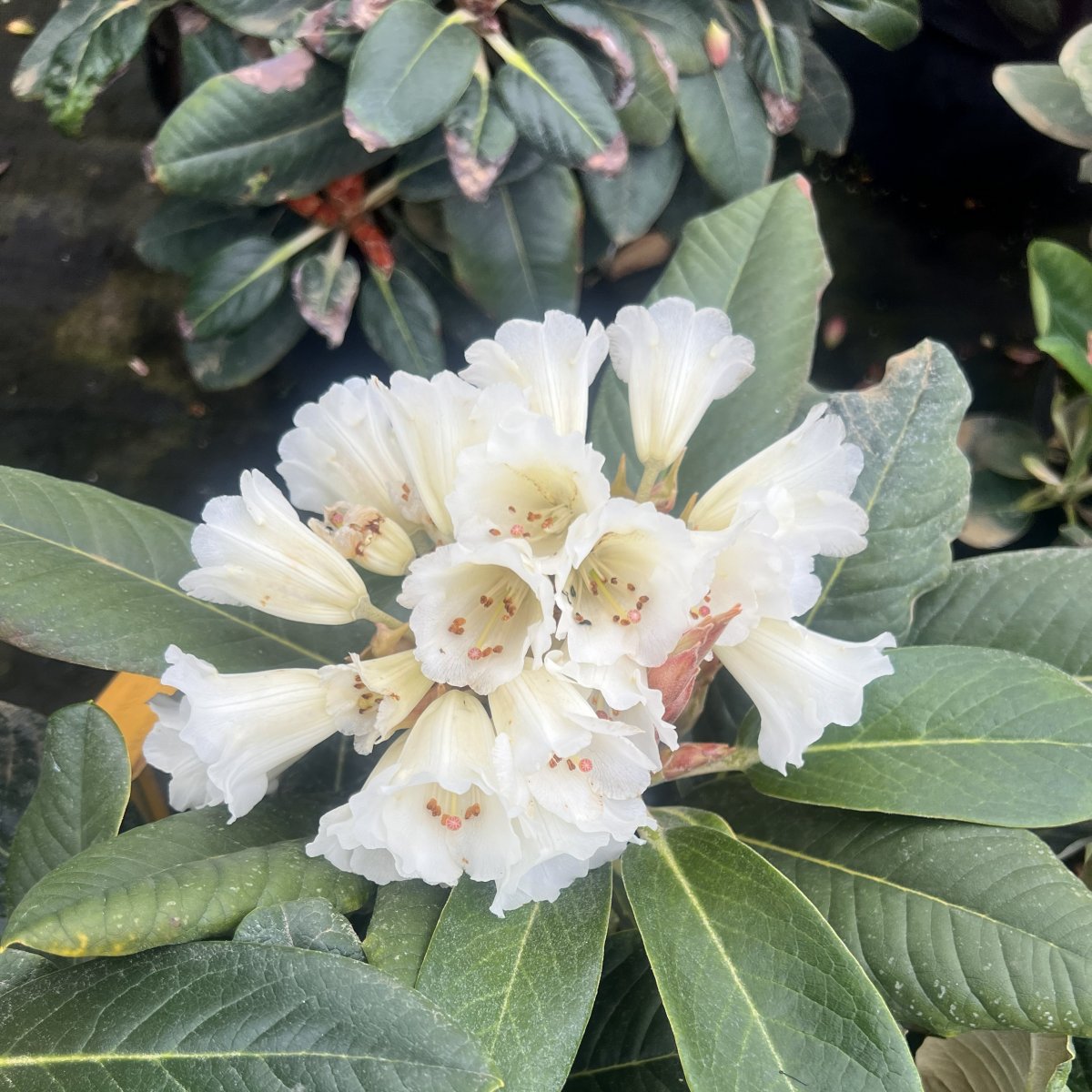 Rododendron - Rhododendron hybr. Queen Size (Storlek: 30-40 C5)