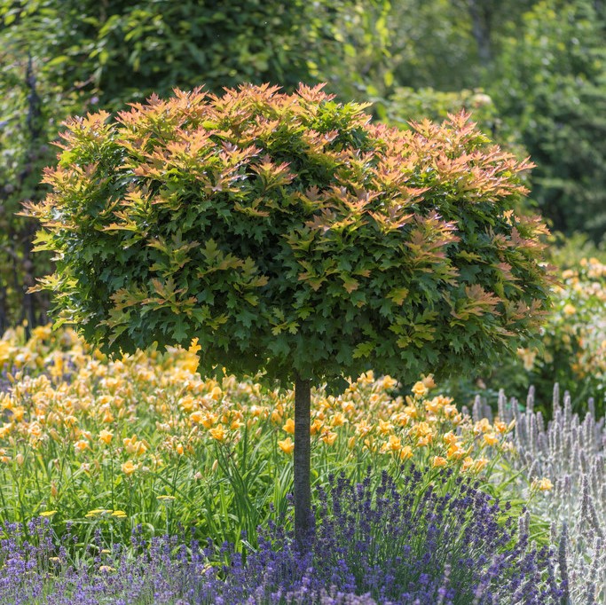Dv&auml;rgk&auml;rrek - Quercus palustris Green Dwarf (Storlek: 220 stam 8-10 co)