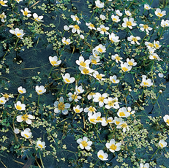 Vattenm&ouml;ja - Ranunculus aquatilis