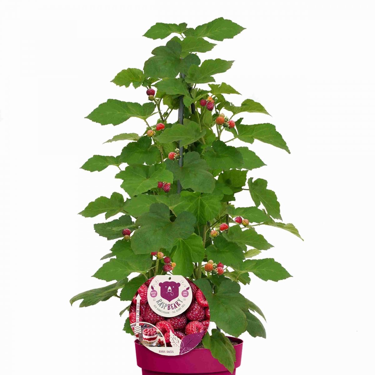 Hallon - Rubus idaeus Raspbeary &reg; (Storlek: C4,6)