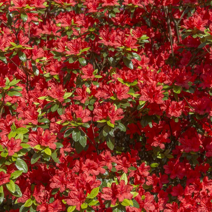 Japansk Azalea - Rhododendron obtusum Aladdin (Storlek: 20-25 C2)