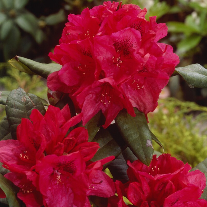 Parkrododendron - Rhododendron cataw. hybr. Lord Roberts (Storlek: 30-40 C5)