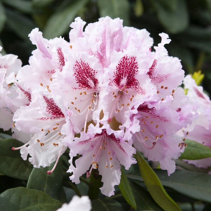 Parkrododendron - Rhododendron cauca. hybr. Progr&egrave;s (Storlek: 30-40 C5)