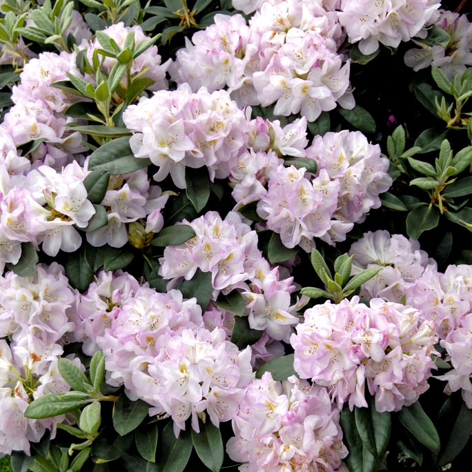 Inkarho Parkrododendron - Rhododendron catawbi. Gomer Waterer - Inkarho (Storlek: 30-40 C5)