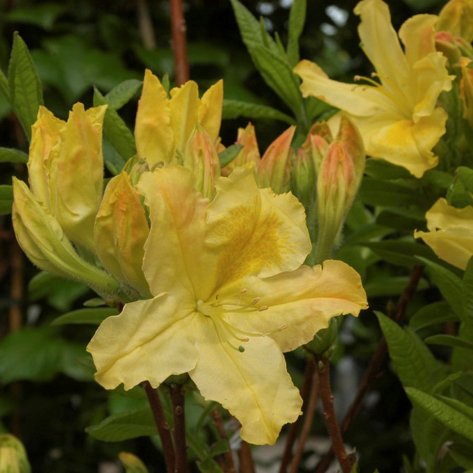 Tr&auml;dg&aring;rdsazalea - Rhododendron Knap Hill Harvest Moon (Storlek: 40-50 C5)