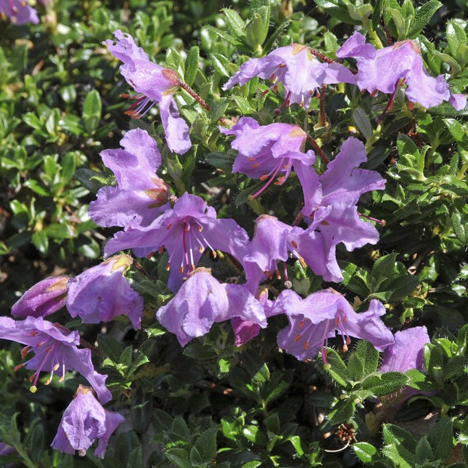 Mattalpros - Rhododendron keleticum (Storlek: 20-25 C2)