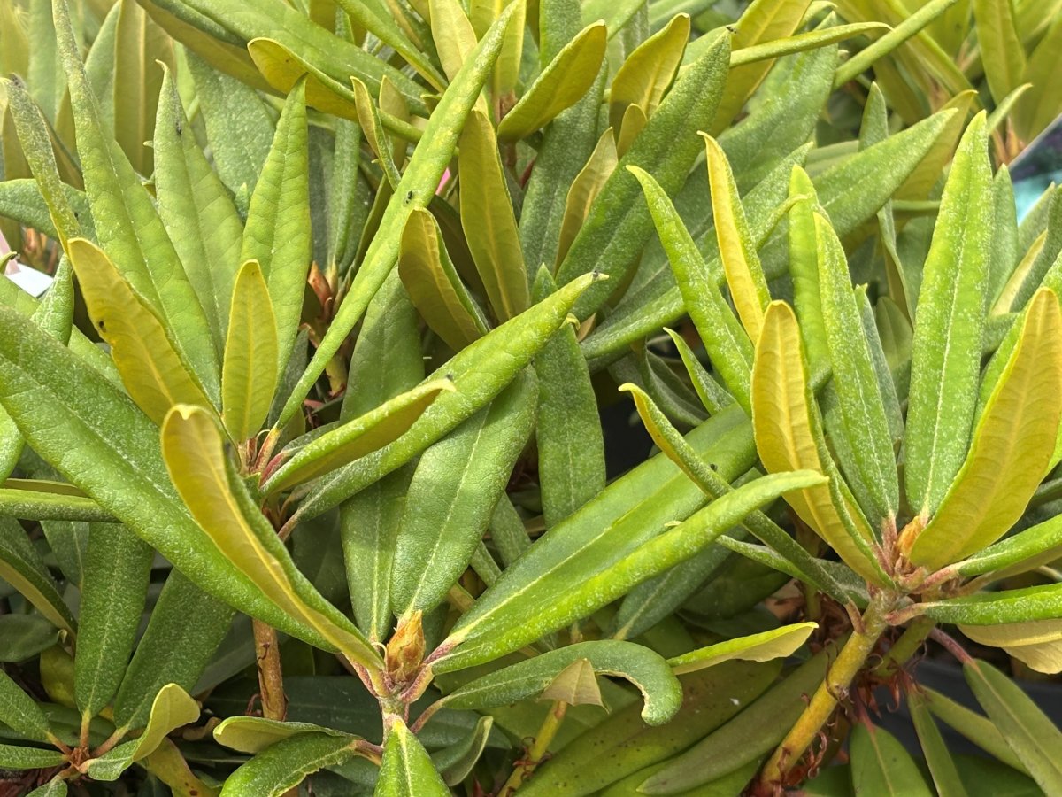 Makinoirododendron - Rhododendron makinoi Rosa Perle (Storlek: 30-40 C5)