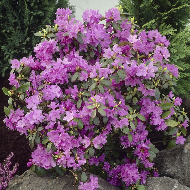 Minusalpros - Rhododendron hybr. P.J. Mezitt (Storlek: 20-25 C2)