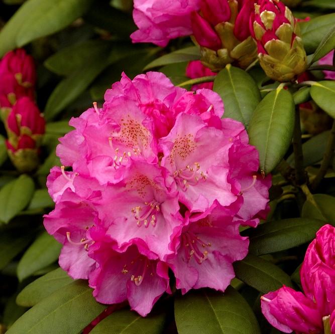 Rododendron - Rhododendron yak. hybr. Hachmann`s Polaris (Storlek: 30-40 C4)