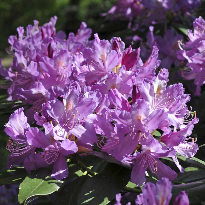 Pontisk Rododendron - Rhododendron ponticum (Storlek: 30-40 C5)