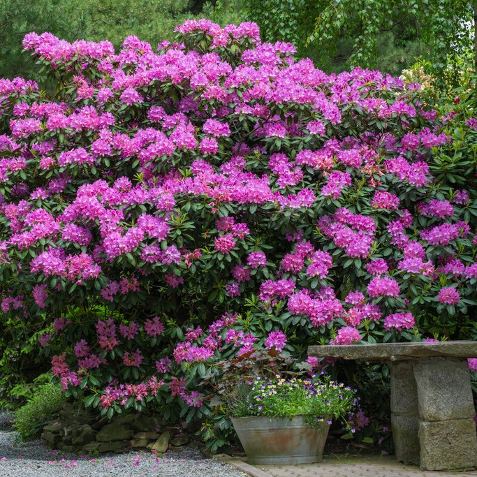Rhododendron cataw. Roseum Elegans, Parkrododendron