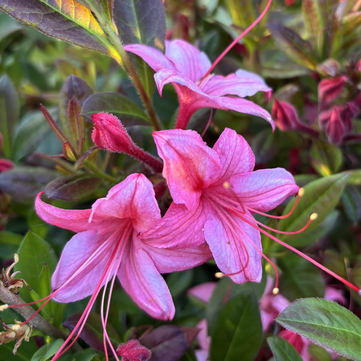 Sommar Azalea - Rhododendron viscosum hybr. Weston's Lollipop (Storlek: 40-50 C5)
