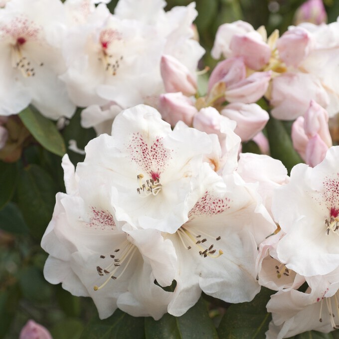 Rododendron - Rhododendron william. hybr. Gartendirektor Rieger (Storlek: 30-40 C5)