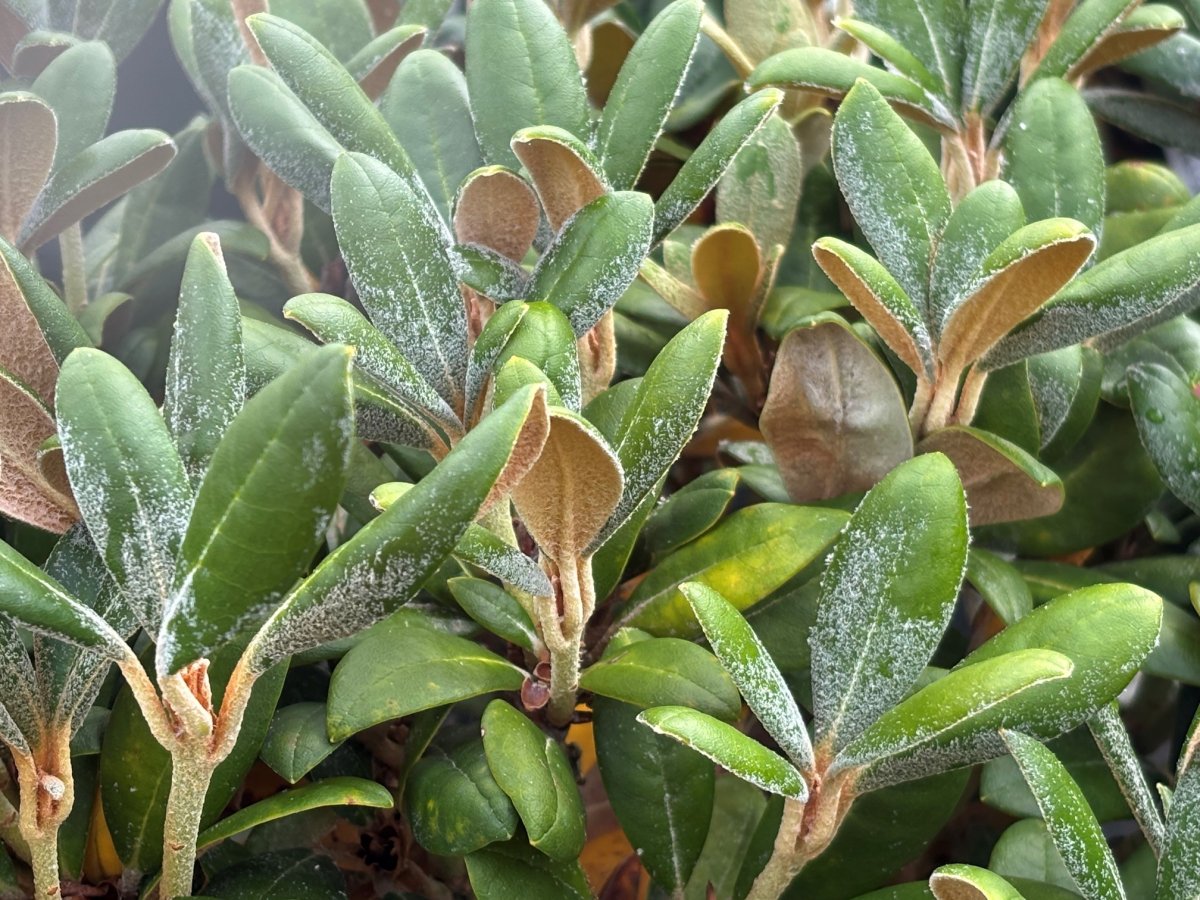 Rododendron - Rhododendron yak. hybr. Debbie Dane (Storlek: 30-40 C5)