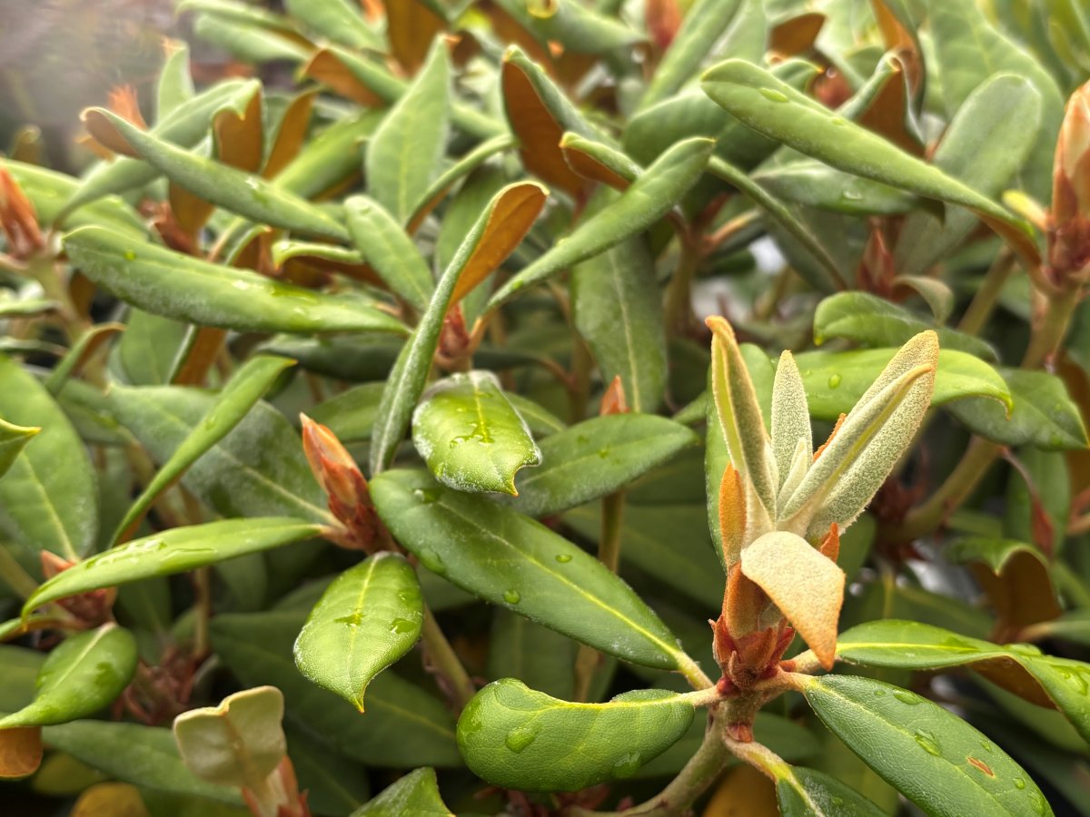 Rododendron - Rhododendron yak. hybr. Silver Copper (Storlek: 30-40 C5)