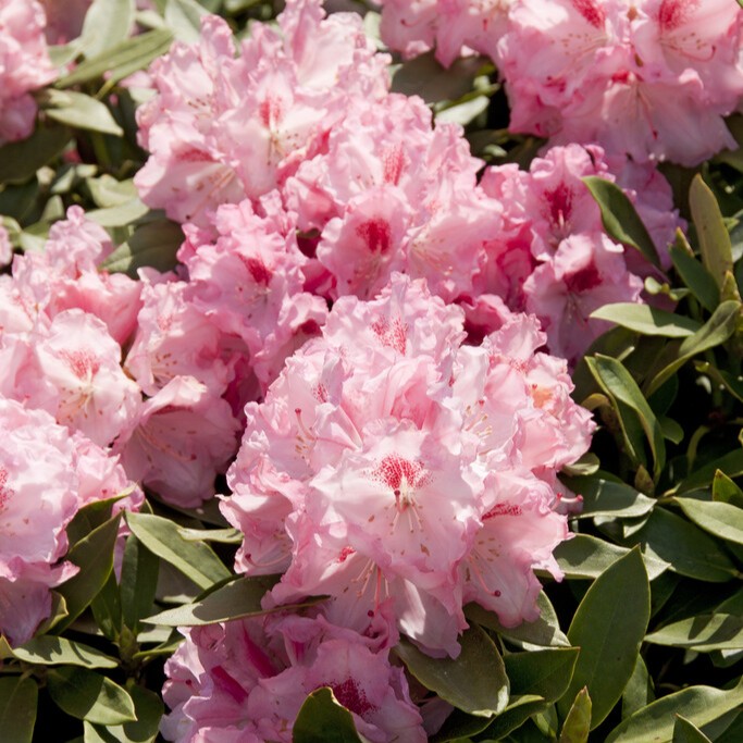 Inkarho Rododendron - Rhododendron & Azalea