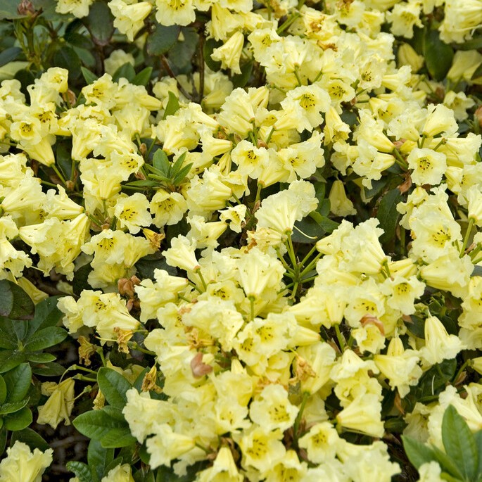 Rododendron - Rhododendron dichro. hybr. Saffrano (Storlek: 30-35 C2)