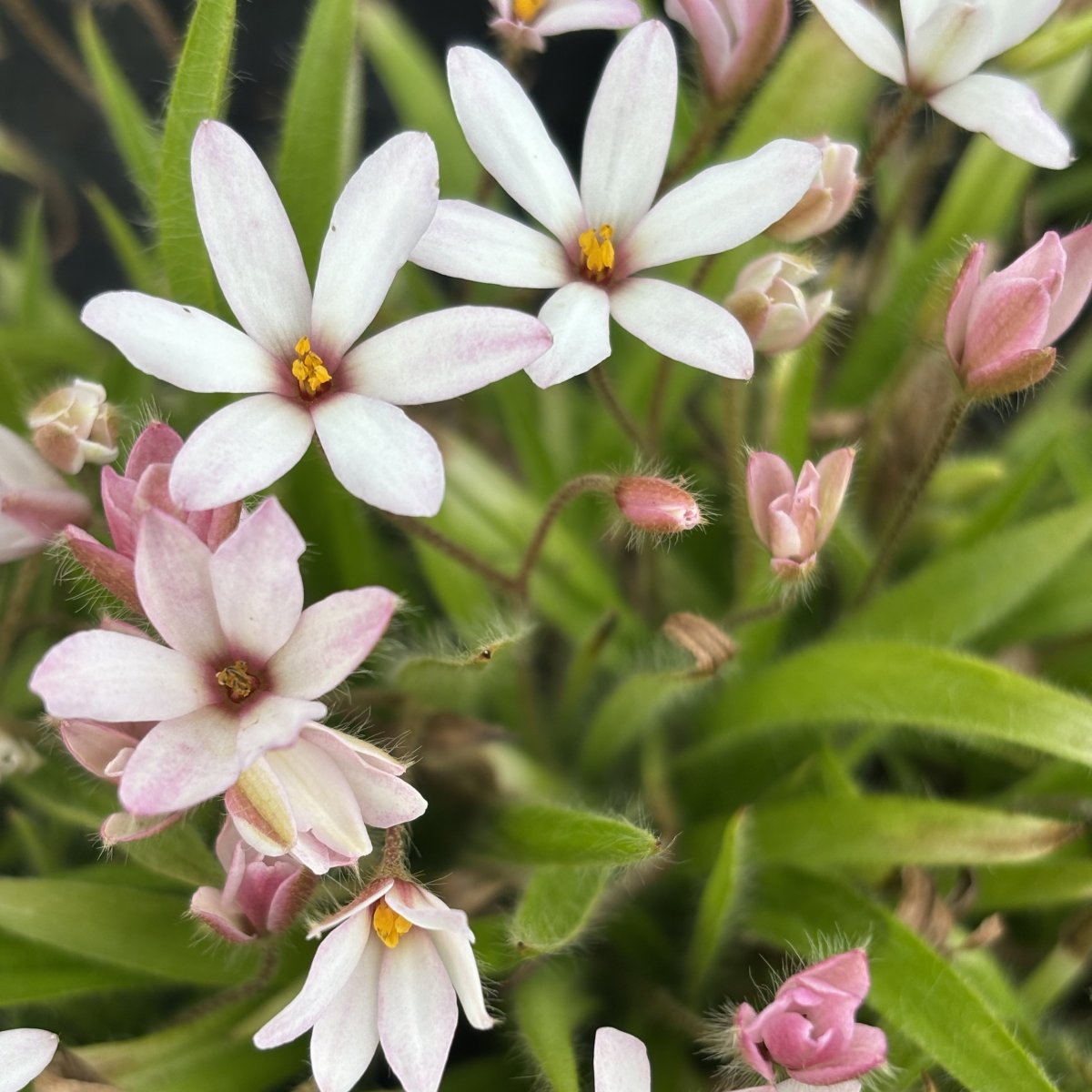 Rhodoxis - Rhodoxis Summer Stars Peppermint (Krukstorlek: 0,5-1L)