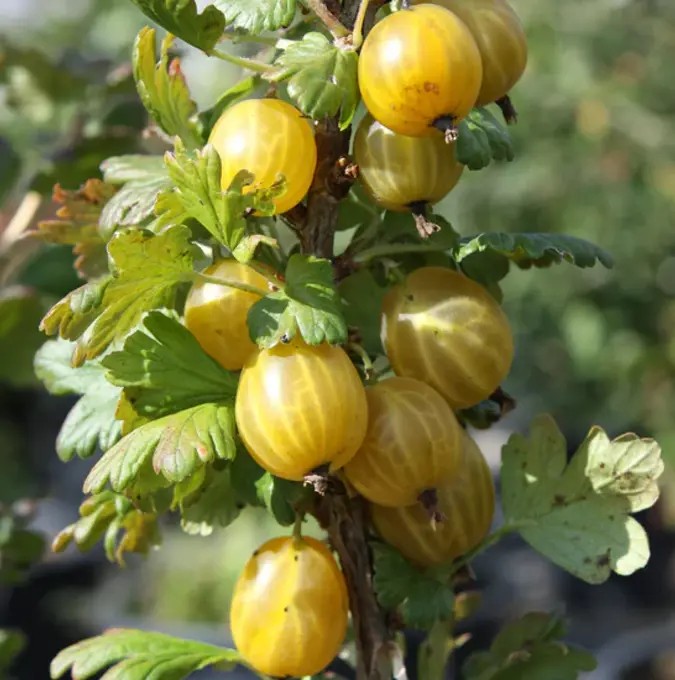 Gula Krusb&auml;r - Ribes grossularia Crispa &reg; Goldling &reg; (Storlek: busk C3)