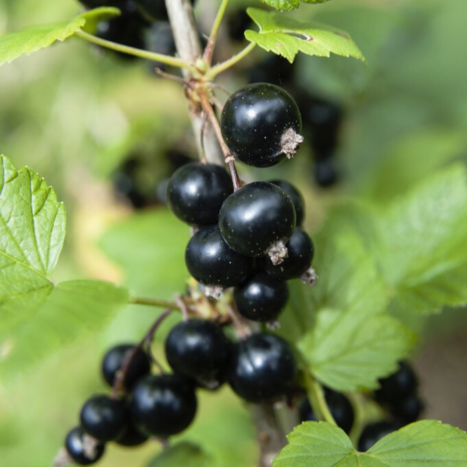 Läs mer om Ribes nigrum Black n´Red Premiere , Svarta Vinbär