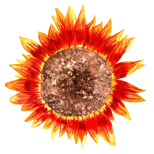 Solros Ring of Fire - Helianthus annuus Ring of Fire