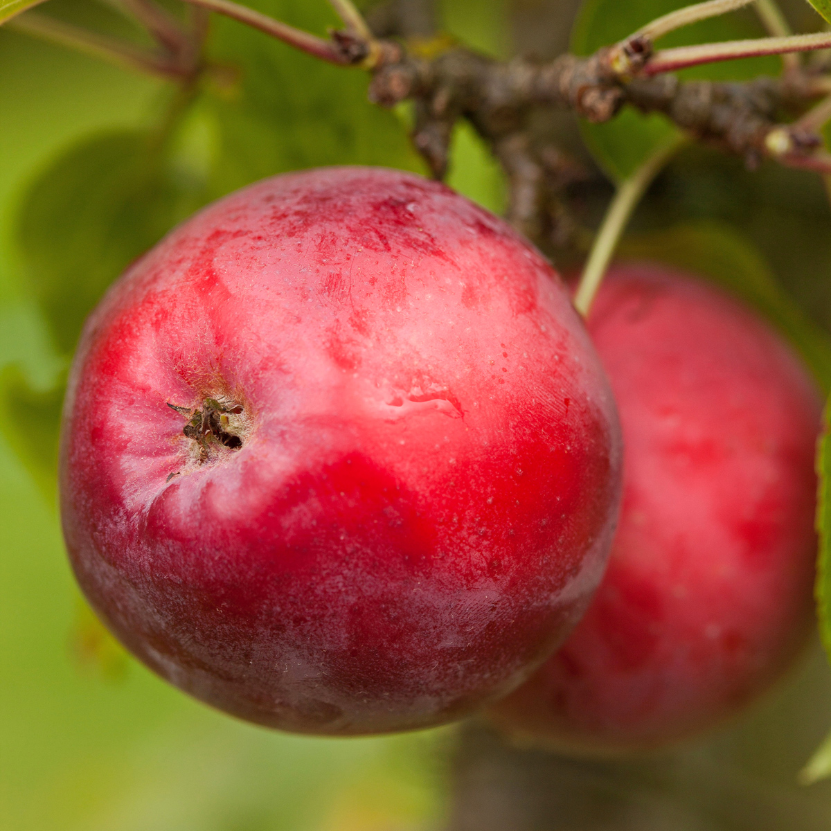 Höstäpple Spaljé - Malus domestica Rödluvan E (Storlek: Spaljé 1 vån Co)