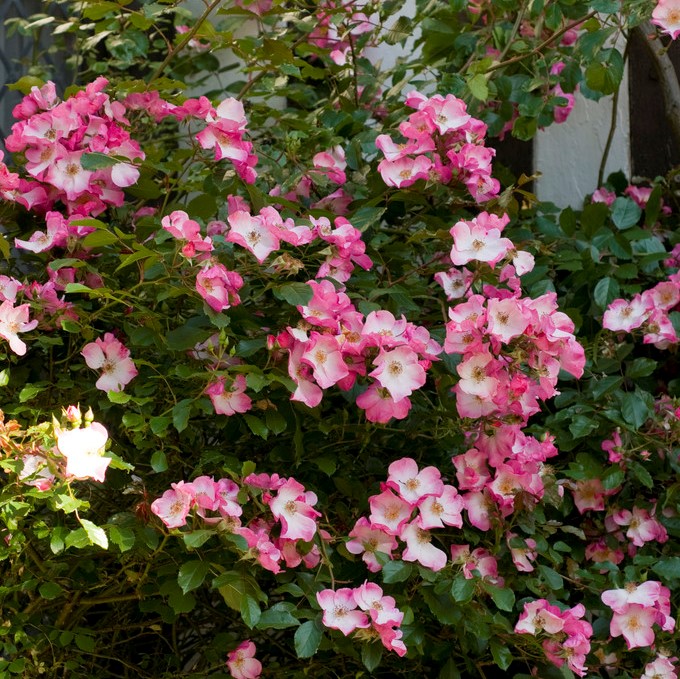 Kl&auml;tterros/Wichuranaros - Rosa wichurana American Pillar (Krukstorlek: 4L)