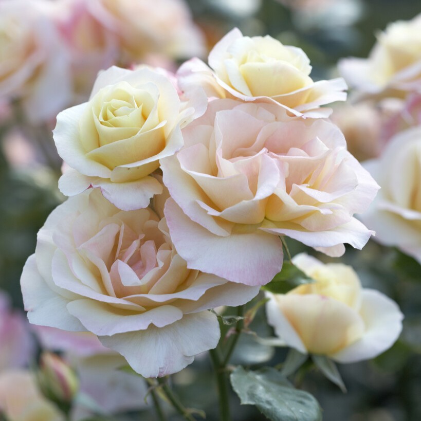 Floribundaros, barrot - Rosa floribunda Apricot Queen Elizabeth