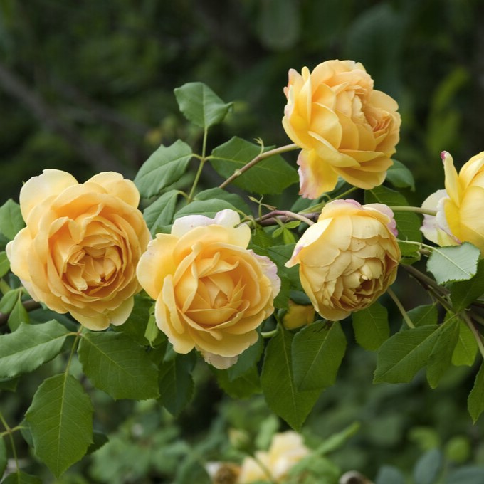 Engelsk Buskros - Rosa austin Golden Celebration ® (Krukstorlek: 6L)