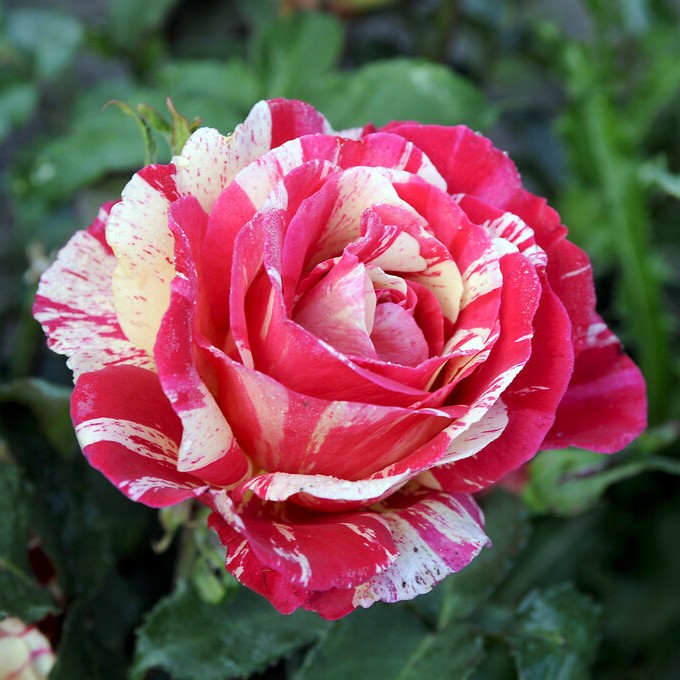 Tehybridros, barrot - Rosa tehybrid Brocéliande ®