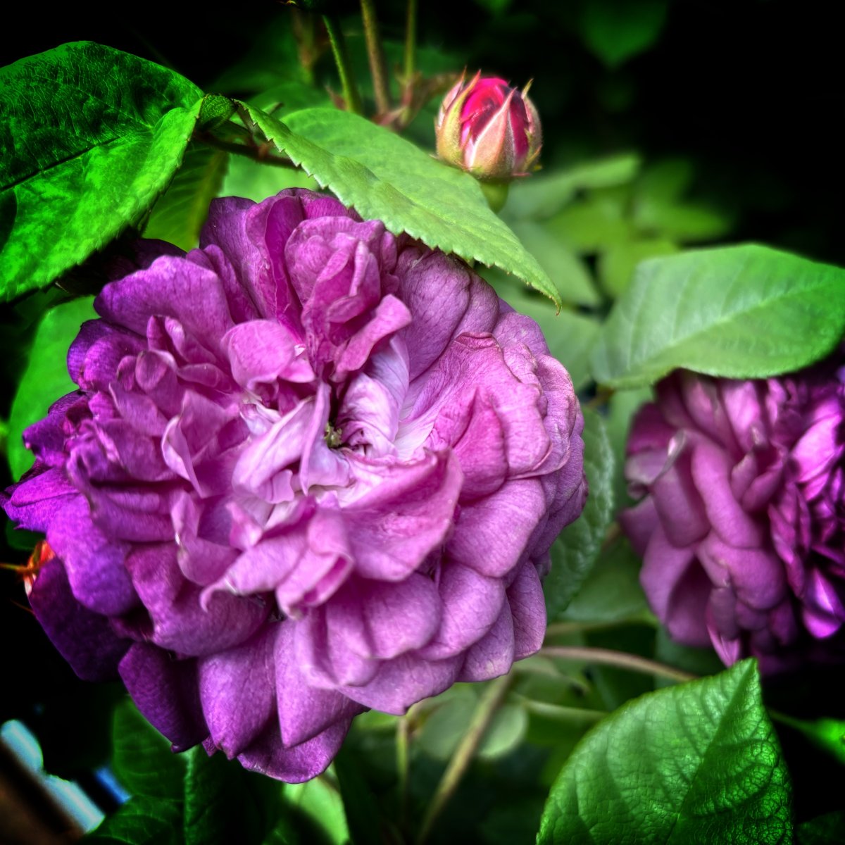 Gallicaros - Rosa gallica Cardinal de Richelieu (Rose Van Sian) (Krukstorlek: 4L)