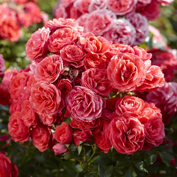 Floribundaros, barrot - Rosa floribunda Cherry Girl ®