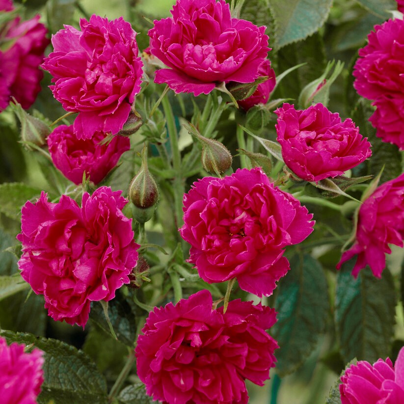 Nejlikros - Rosa rugosa F. J. Grootendorst (Krukstorlek: 4L)