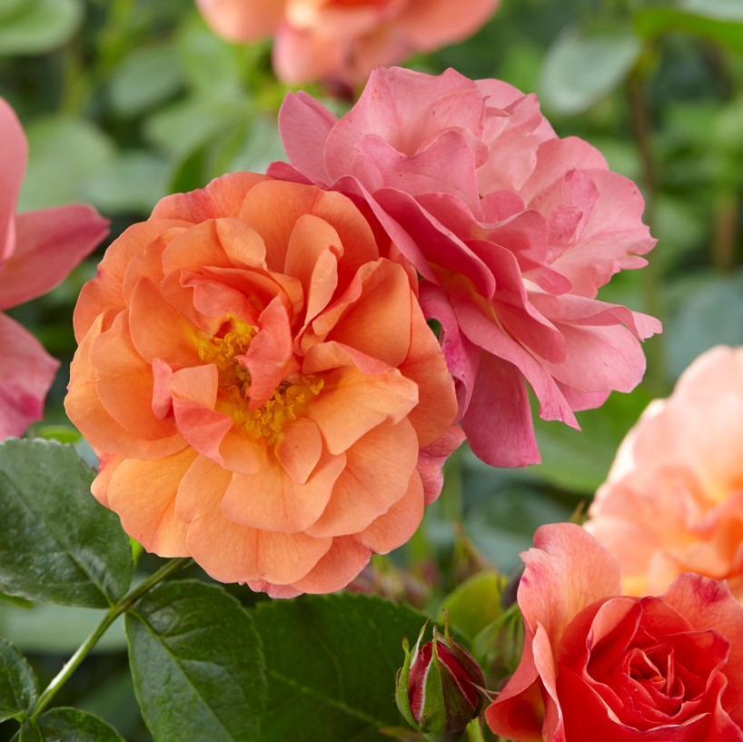 Floribundaros, barrot - Rosa floribunda Aprikola ®