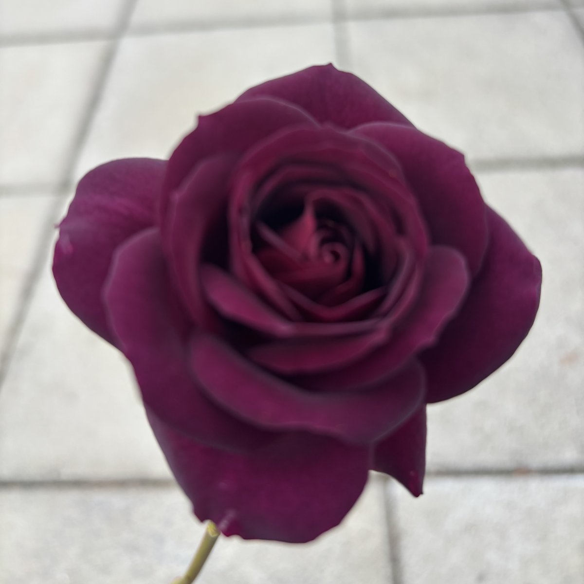 Floribundaros - Rosa floribunda Ebb Tide ® (Krukstorlek: 4L)