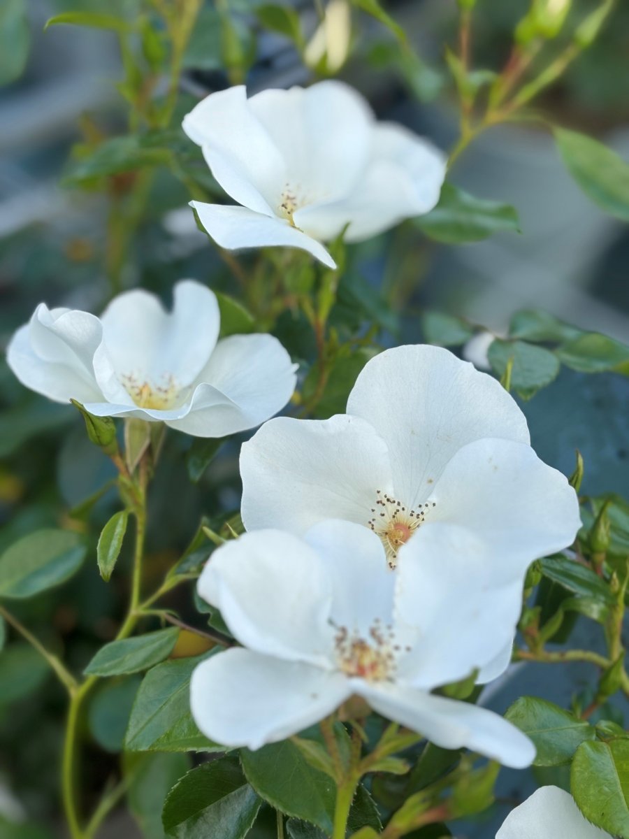 Markt&auml;ckarros - Rosa floribunda Escimo &reg; (Krukstorlek: 4L)
