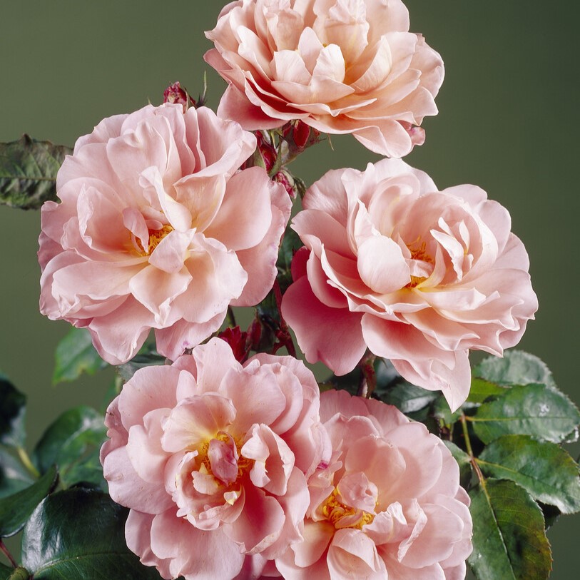 Floribundaros - Rosa floribunda Lavender Pinocchio (Krukstorlek: 4L)