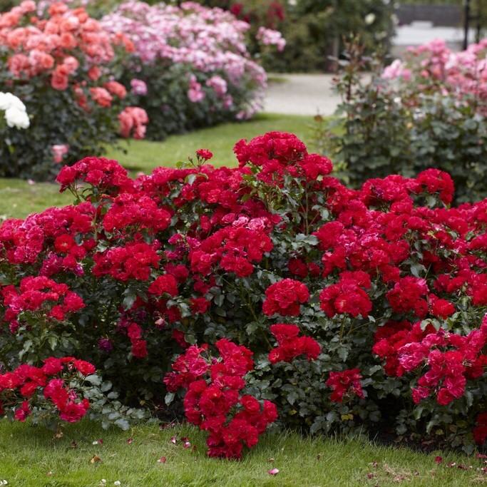 Markt&auml;ckarros - Rosa floribunda Rotilia &reg; (Rigo Rotilia &reg;, Ruby Vigorosa &trade;) (Krukstorlek: 4L)