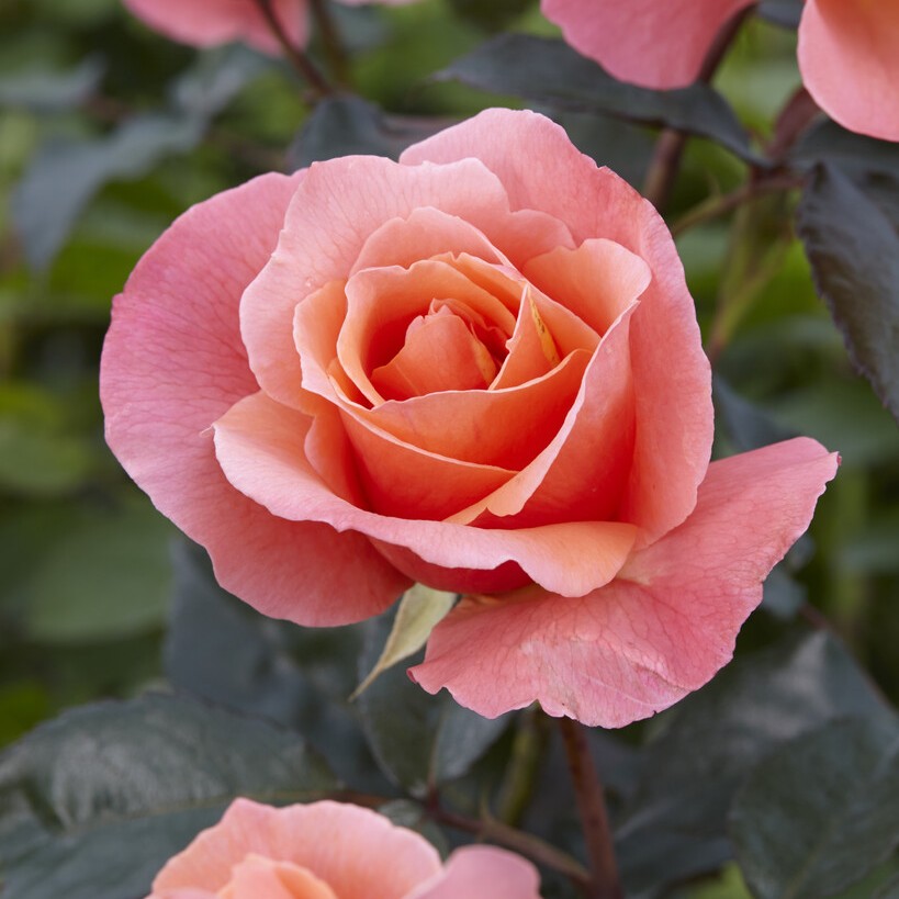 Floribundaros - Rosa floribunda Fragrant Delight (Krukstorlek: 3L)