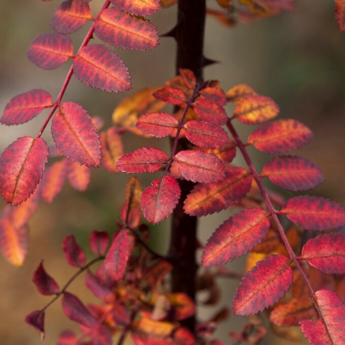 Kinesisk Gulros - Rosa xanthina f. hugonis