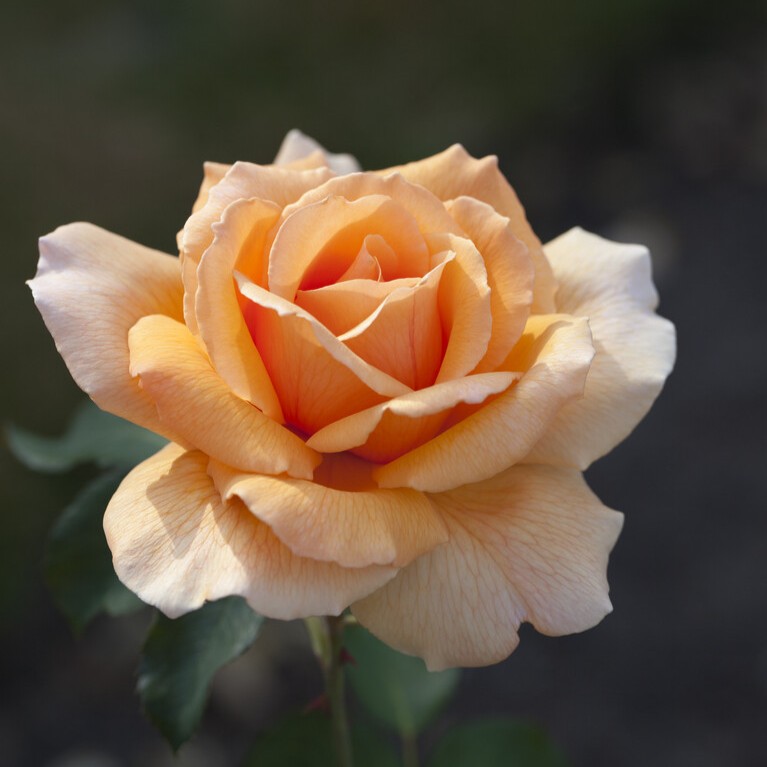 Tehybridros, barrot - Rosa tehybrid Just Joey